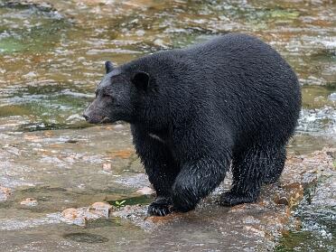 Bear Trip 2026