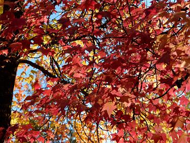 Apple Hill and Wine Country